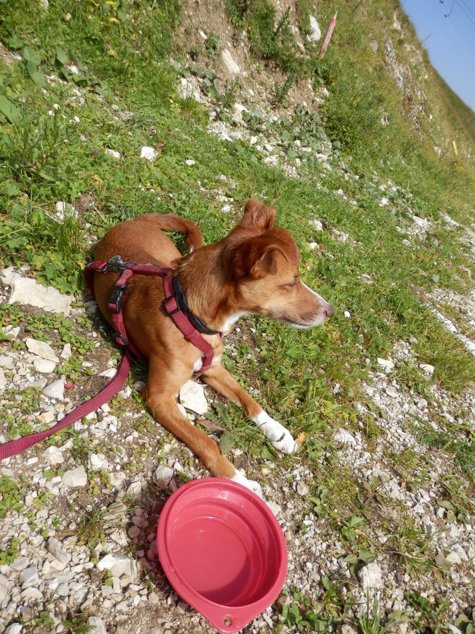 Wandern mit Hund am Achensee in Tirol/Österreich Alexa Travels